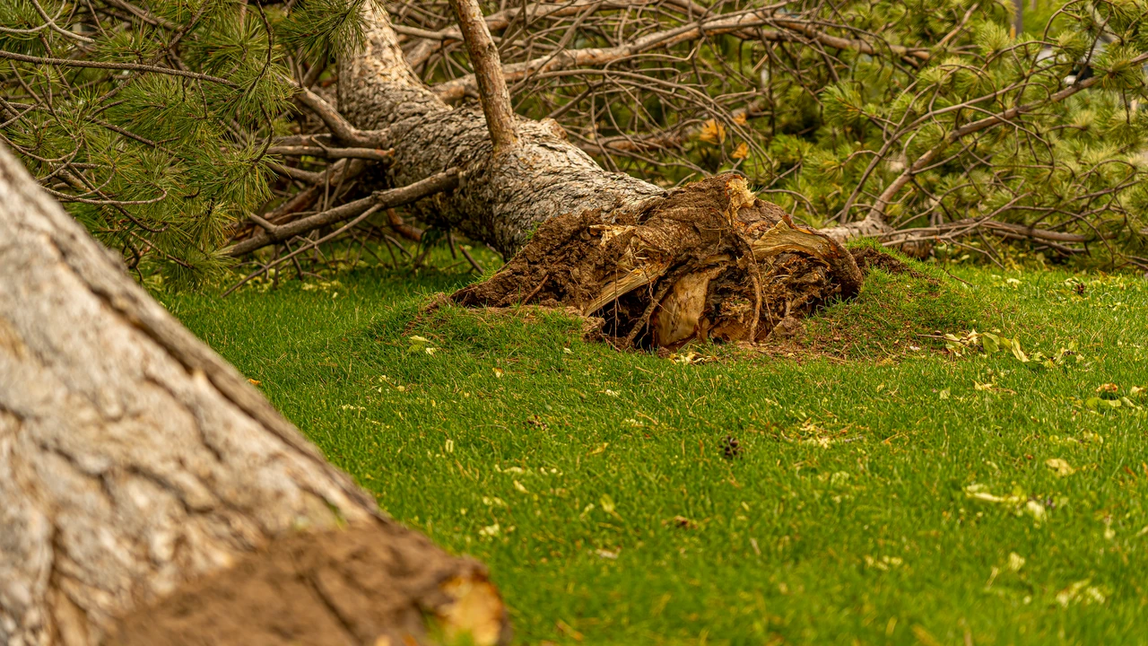 Why I Paid $1,150 for a Tree on My Neighbor's Land